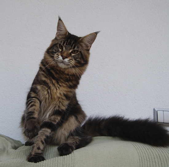 maine_coon_yankee