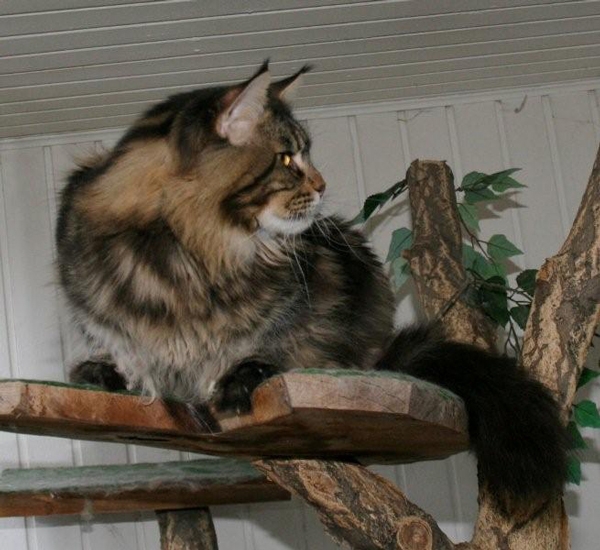 maine_coon_yankee