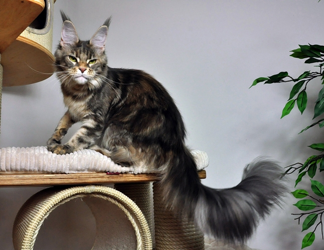 maine_coon_lupina