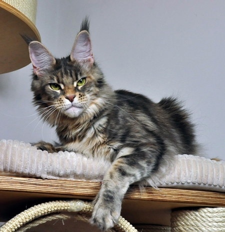 maine_coon_lupina