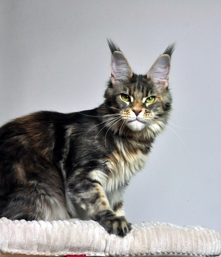 maine_coon_lupina