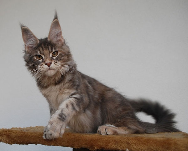 maine_coon_lupina