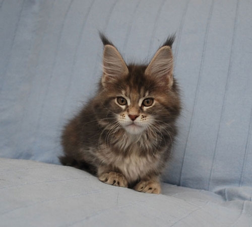 maine_coon_lupina