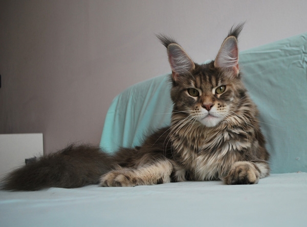 maine_coon_lupina