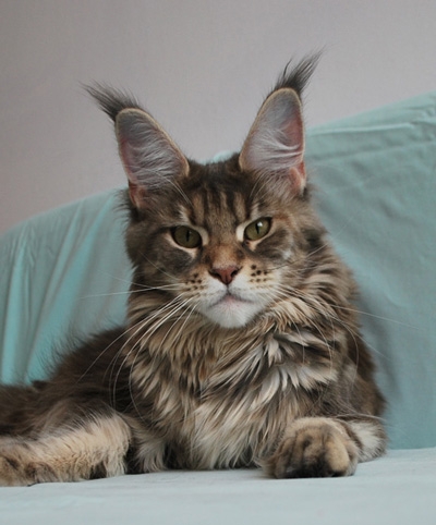 maine_coon_lupina