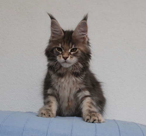 maine_coon_lupina