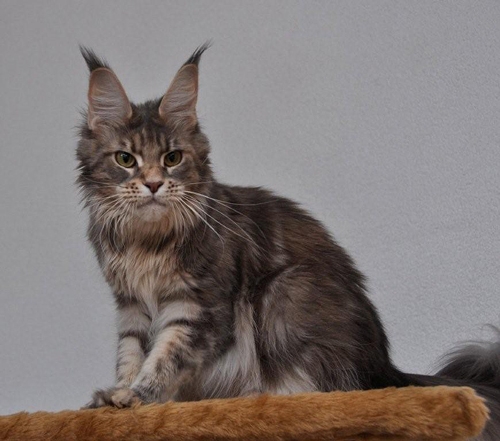 maine_coon_lupina