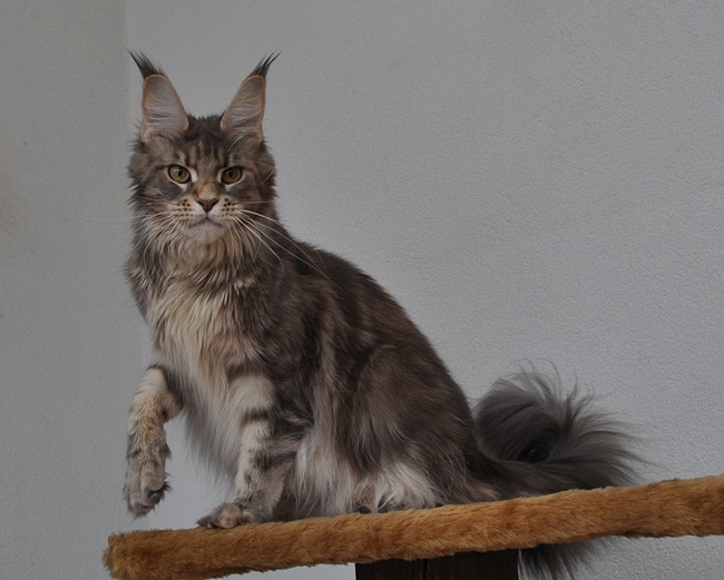 maine_coon_lupina