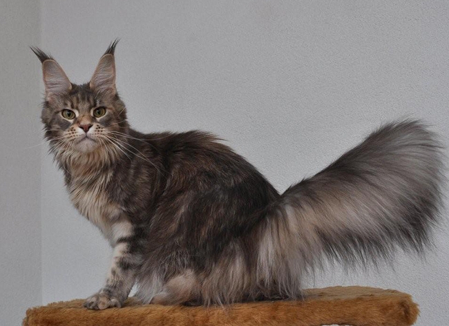 maine_coon_lupina