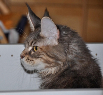 maine_coon_lupina