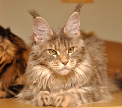 maine_coon_lupina