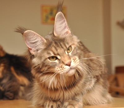 maine_coon_lupina