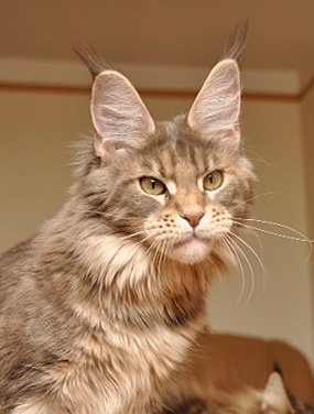 maine_coon_lupina