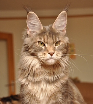 maine_coon_lupina