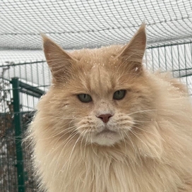 Winerau Tiger