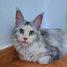 Winerau Heaven sent Evangeline