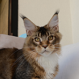 Champion meines Herzen’s Olver