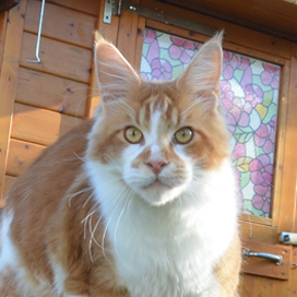 A Flashpaw´s Pokerface