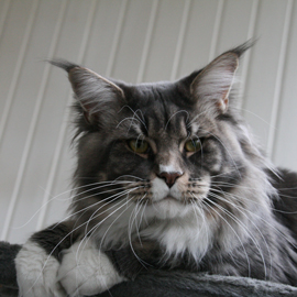 Justcoons Julius Cesar of Winerau